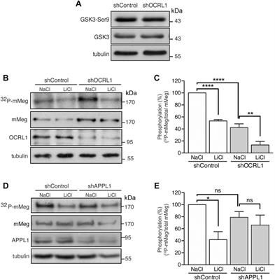 Participation of OCRL1, and APPL1, in the expression, proteolysis, phosphorylation and endosomal trafficking of megalin: Implications for Lowe Syndrome